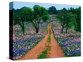 Wildflowers Along a Dirt Road-Cindy Kassab-Stretched Canvas