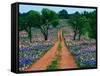 Wildflowers Along a Dirt Road-Cindy Kassab-Framed Stretched Canvas