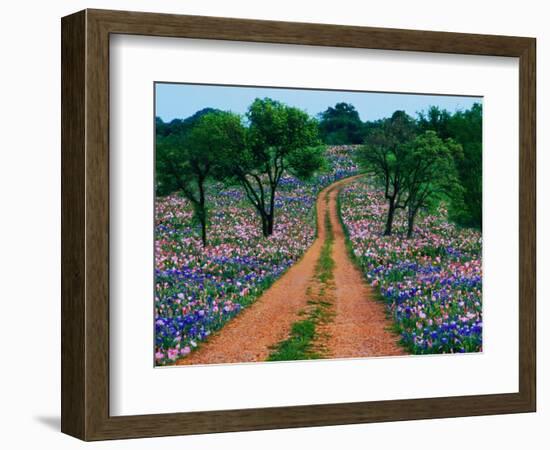 Wildflowers Along a Dirt Road-Cindy Kassab-Framed Photographic Print