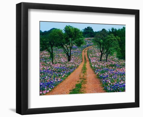 Wildflowers Along a Dirt Road-Cindy Kassab-Framed Photographic Print