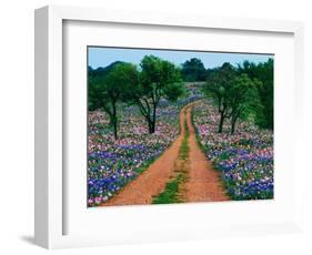 Wildflowers Along a Dirt Road-Cindy Kassab-Framed Photographic Print