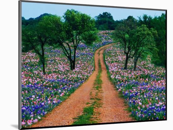 Wildflowers Along a Dirt Road-Cindy Kassab-Mounted Photographic Print
