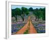 Wildflowers Along a Dirt Road-Cindy Kassab-Framed Photographic Print