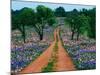 Wildflowers Along a Dirt Road-Cindy Kassab-Mounted Photographic Print