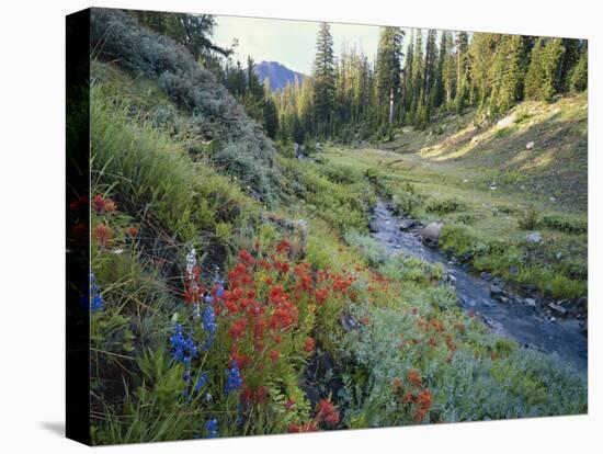 Wildflowers Along Chamberlain Creek, White Cloud Peaks, Sawtooth National Reservation Area, Idaho-Scott T^ Smith-Stretched Canvas