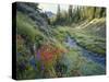 Wildflowers Along Chamberlain Creek, White Cloud Peaks, Sawtooth National Reservation Area, Idaho-Scott T^ Smith-Stretched Canvas