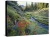 Wildflowers Along Chamberlain Creek, White Cloud Peaks, Sawtooth National Reservation Area, Idaho-Scott T^ Smith-Stretched Canvas