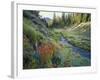 Wildflowers Along Chamberlain Creek, White Cloud Peaks, Sawtooth National Reservation Area, Idaho-Scott T^ Smith-Framed Photographic Print