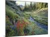 Wildflowers Along Chamberlain Creek, White Cloud Peaks, Sawtooth National Reservation Area, Idaho-Scott T^ Smith-Mounted Photographic Print