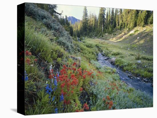 Wildflowers Along Chamberlain Creek, White Cloud Peaks, Sawtooth National Reservation Area, Idaho-Scott T^ Smith-Stretched Canvas