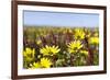 Wildflowers along Costa Vicentina, Algarve, Portugal-Martin Zwick-Framed Photographic Print