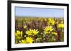 Wildflowers along Costa Vicentina, Algarve, Portugal-Martin Zwick-Framed Photographic Print