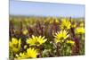 Wildflowers along Costa Vicentina, Algarve, Portugal-Martin Zwick-Mounted Photographic Print