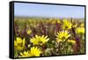 Wildflowers along Costa Vicentina, Algarve, Portugal-Martin Zwick-Framed Stretched Canvas
