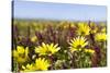 Wildflowers along Costa Vicentina, Algarve, Portugal-Martin Zwick-Stretched Canvas