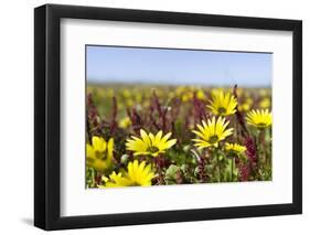 Wildflowers along Costa Vicentina, Algarve, Portugal-Martin Zwick-Framed Photographic Print