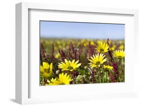 Wildflowers along Costa Vicentina, Algarve, Portugal-Martin Zwick-Framed Photographic Print