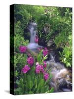 Wildflowers Along Flowing Stream in an Alpine Meadow, Rocky Mountains, Colorado, USA-Christopher Talbot Frank-Stretched Canvas