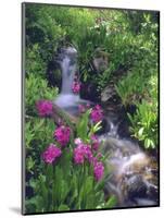 Wildflowers Along Flowing Stream in an Alpine Meadow, Rocky Mountains, Colorado, USA-Christopher Talbot Frank-Mounted Photographic Print