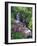 Wildflowers Along Flowing Stream in an Alpine Meadow, Rocky Mountains, Colorado, USA-Christopher Talbot Frank-Framed Photographic Print