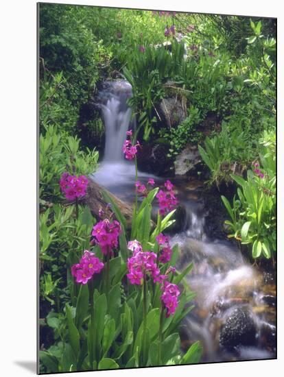 Wildflowers Along Flowing Stream in an Alpine Meadow, Rocky Mountains, Colorado, USA-Christopher Talbot Frank-Mounted Photographic Print