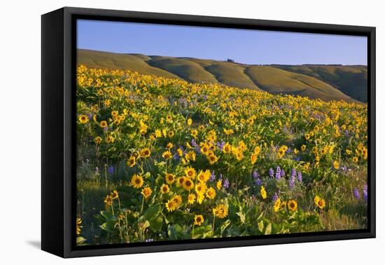 Wildflowers along Hillside, Columbia River Gorge National Scenic Area, Oregon-Craig Tuttle-Framed Stretched Canvas