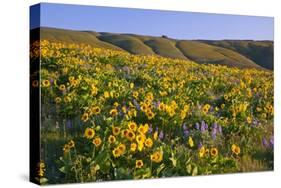 Wildflowers along Hillside, Columbia River Gorge National Scenic Area, Oregon-Craig Tuttle-Stretched Canvas