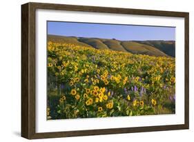 Wildflowers along Hillside, Columbia River Gorge National Scenic Area, Oregon-Craig Tuttle-Framed Photographic Print