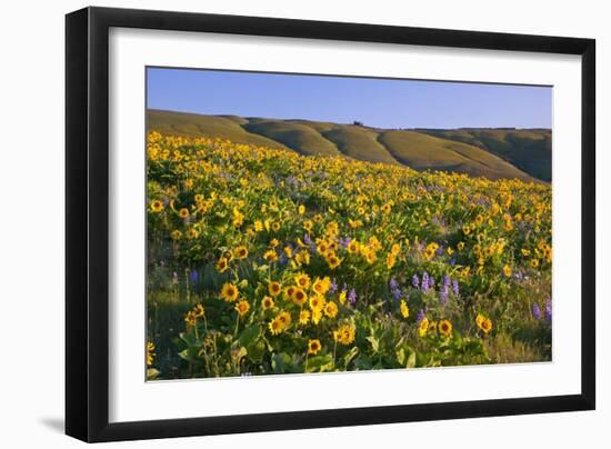 Wildflowers along Hillside, Columbia River Gorge National Scenic Area, Oregon-Craig Tuttle-Framed Photographic Print