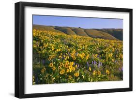 Wildflowers along Hillside, Columbia River Gorge National Scenic Area, Oregon-Craig Tuttle-Framed Photographic Print