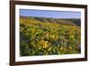 Wildflowers along Hillside, Columbia River Gorge National Scenic Area, Oregon-Craig Tuttle-Framed Photographic Print