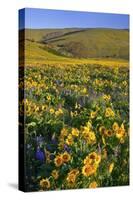 Wildflowers along Hillside, Columbia River Gorge National Scenic Area, Oregon-Craig Tuttle-Stretched Canvas