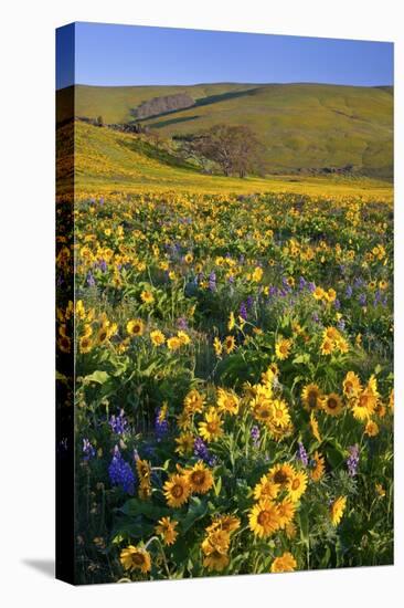 Wildflowers along Hillside, Columbia River Gorge National Scenic Area, Oregon-Craig Tuttle-Stretched Canvas