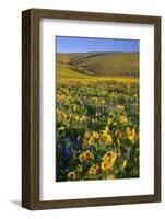 Wildflowers along Hillside, Columbia River Gorge National Scenic Area, Oregon-Craig Tuttle-Framed Photographic Print