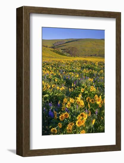 Wildflowers along Hillside, Columbia River Gorge National Scenic Area, Oregon-Craig Tuttle-Framed Photographic Print