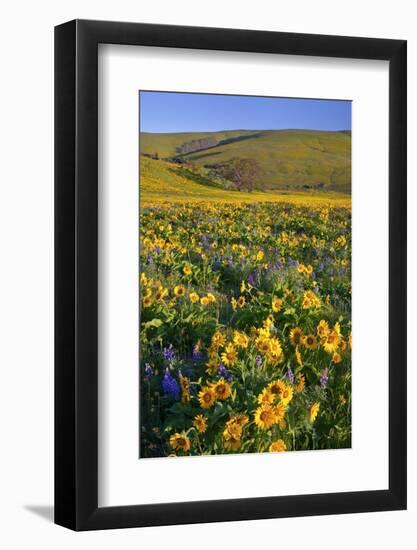 Wildflowers along Hillside, Columbia River Gorge National Scenic Area, Oregon-Craig Tuttle-Framed Photographic Print