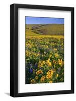 Wildflowers along Hillside, Columbia River Gorge National Scenic Area, Oregon-Craig Tuttle-Framed Photographic Print