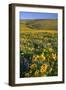 Wildflowers along Hillside, Columbia River Gorge National Scenic Area, Oregon-Craig Tuttle-Framed Photographic Print