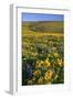 Wildflowers along Hillside, Columbia River Gorge National Scenic Area, Oregon-Craig Tuttle-Framed Photographic Print