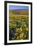 Wildflowers along Hillside, Columbia River Gorge National Scenic Area, Oregon-Craig Tuttle-Framed Photographic Print