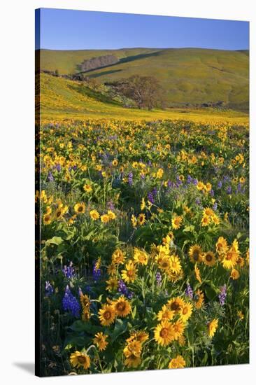 Wildflowers along Hillside, Columbia River Gorge National Scenic Area, Oregon-Craig Tuttle-Stretched Canvas