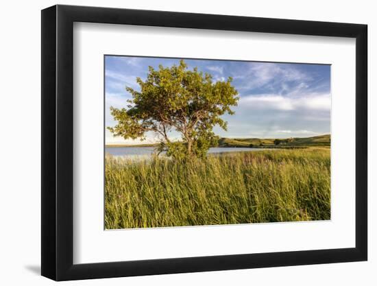 Wildflowers along Medicine Lake in Medicine Lake National Wildlife Refuge, Montana, USA-Chuck Haney-Framed Photographic Print