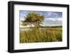 Wildflowers along Medicine Lake in Medicine Lake National Wildlife Refuge, Montana, USA-Chuck Haney-Framed Photographic Print