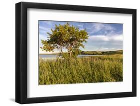 Wildflowers along Medicine Lake in Medicine Lake National Wildlife Refuge, Montana, USA-Chuck Haney-Framed Photographic Print