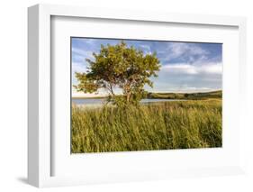 Wildflowers along Medicine Lake in Medicine Lake National Wildlife Refuge, Montana, USA-Chuck Haney-Framed Photographic Print