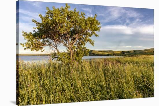 Wildflowers along Medicine Lake in Medicine Lake National Wildlife Refuge, Montana, USA-Chuck Haney-Stretched Canvas