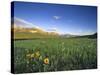 Wildflowers Along Rocky Mountain Front Near Browning, Montana, USA-Chuck Haney-Stretched Canvas