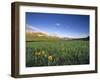 Wildflowers Along Rocky Mountain Front Near Browning, Montana, USA-Chuck Haney-Framed Photographic Print