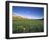 Wildflowers Along Rocky Mountain Front Near Browning, Montana, USA-Chuck Haney-Framed Photographic Print