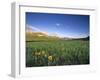 Wildflowers Along Rocky Mountain Front Near Browning, Montana, USA-Chuck Haney-Framed Photographic Print